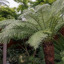 Image result for Cyathea dregei