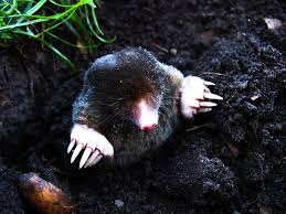 Eliminating Moles And Creatures That Make Burrowing Holes In Your Yard Moles And Other Burrowing Critters Getting Rid Of Gophers Natural Bug Repellent Animals
