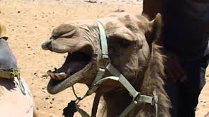 I scream, you scream, we all scream for icecream! Camel Screaming Youtube