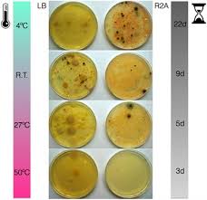 To use coffee machine with capsules bacteria cell labeled. Frontiers Microbial Ecology On Solar Panels In Berkeley Ca United States Microbiology