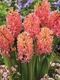 Maybe you would like to learn more about one of these? Plants Seeds Bulbs Gladiolus Bulbs Purple Rain Perennial Flower Tall Hot Pink Harydy Fragrant Plant Home Garden