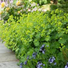 Image result for Alchemilla kiwuensis