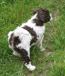Explore 71 listings for standard poodle puppies for sale uk at best prices. History Of The Parti Poodle