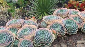 Maybe you would like to learn more about one of these? Les Plantes Grasses D Exterieur Creez Un Jardin Exotique Facile A Entretenir