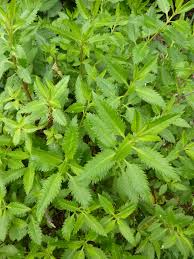 Image result for Haloragaceae