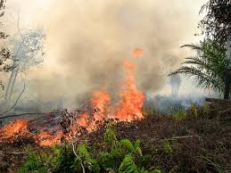 Dalam penelitian ini memiliki unit analisis yakni dan pencegahan kebakaran hutan di provinsi riau. T J Soal Kebakaran Dan Asap Di Asia Tenggara Cifor Forests News
