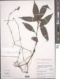 Image result for Stanfieldiella imperforata