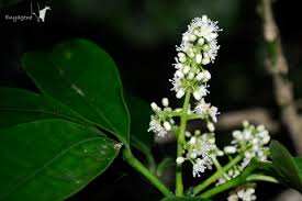 Image result for Maerua triphylla