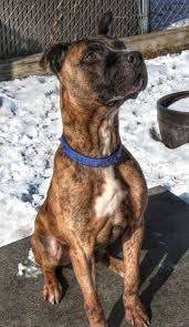 pin on finding fido