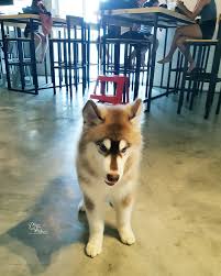 First husky café in kl. Huskiss Cafe Kuala Lumpur S First Huskies Cafe