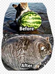 Warrior cats memes (warrior cats challenge #14). Funny Cat Watermelon Lol Meme Haha Freetoedit Roundest Cat Clipart 5749317 Pikpng