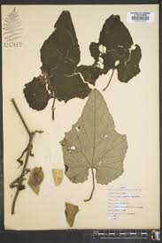 Image result for Lagenaria abyssinica