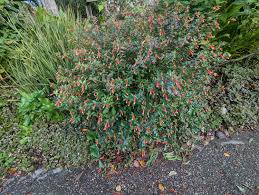 Image result for Cuphea ignea