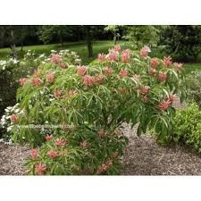 Image result for Aeschynomene pawekiae