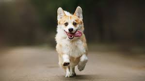 All #corgi #puppy dog products i use on gatsby including food, grooming, home, outdoor, and toy products. 10 Fun Facts About Corgis Mental Floss