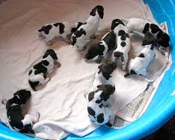 Adopt pointer dogs in florida. Cajun German Shorthaired Pointer Pups Available Birdhunter