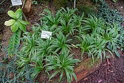 Image result for Chlorophytum macrosporum