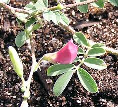 Image result for Tephrosia montana