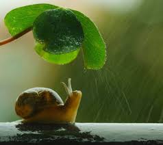 Android app by wallpaper by paul free. Snail Wallpaper Download To Your Mobile From Phoneky