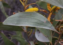 Image result for Meiosperma