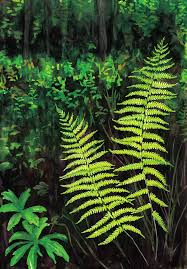 Image result for Cyclosorus striatus