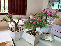 Tanaman cantik ini mempunyai variasi warna terang dan sering dijadikan tanaman hias di depan halaman rumah. Emmar Couture Bunga Pukul 10 Blh Jadi Macamni Kalau Creative Facebook