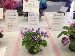 Chimeric trailers such as pixie runaround sport or rob's miriwini are very easily propagated simply by dividing the crowns. Photo Archives Annual Show Conventions Site Jimdo De Oavs