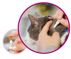 Cheristin Flea Treatment Topical For Cats Over 1 8 Lbs Chewy Free Shipping