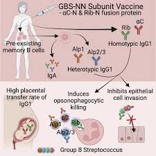 Image result for Group B Streptococcus Prophylaxis