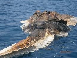 Large Strange Sea Creature Found In Persian Gulf What Is It Video And Photos Paperblog Weird Sea Creatures Weird Creatures Mysterious Sea Creatures