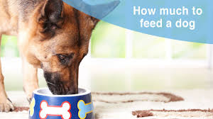 2019 How To Feed Your Dog And Puppy With Feeding Charts