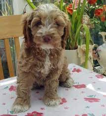 Cockapoo puppies for sale ready springtime 2021. Pin On Woof Wants