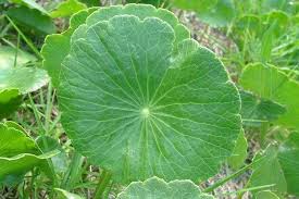 Image result for Hydrocotyle mannii