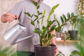 Here are 5 reasons why you may be having problems growing aloe vera indoors. Zz Plant Care Growing Tips Meet The Tough Zanizibar Gem Lovetoknow