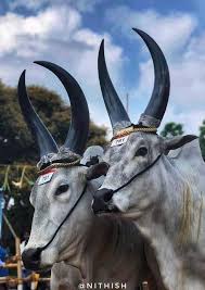 i love jallikattu photos facebook i love jallikattu photos facebook
