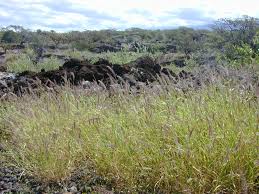 Image result for Cenchrus unisetus