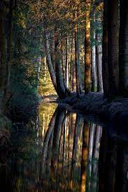 Dark Forest Nagel Bavaria Germany Beautiful Nature Beautiful Landscapes Nature Photos
