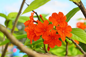 Image result for Cordia