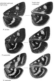 Image result for Pyrausta ostrinalis