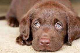 3 annapolis chocolate lab puppies. Genetics Of Labrador Coat Color Maple Leaf Vet Care Center