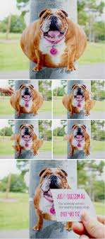 Jog My Dog Guerilla Marketing Outdoor Advertising Dog Walking Business