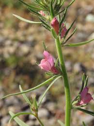 Image result for Misopates