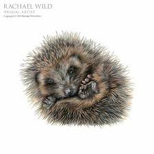 Hedgehog Curled Up Tight Hedgehog Art Hedgehog Drawing Animal Paintings