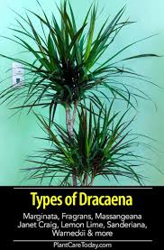 It has also formerly been separated (sometimes with cordyline) into the family dracaenaceae or placed in the ag. Popular Types Of Dracaena Varieties Used Indoors And Outdoors Dracaena Plant Dracaena Draceana Plant