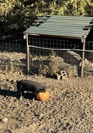 Down we go — Greater Fool 