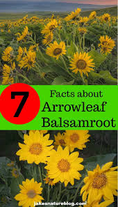 Found mainly in the rocky mountains and great plains along streams, rivers, and wooded areas when rubbed between the hands or crushed, berries form a soapy, frothy foam. 7 Arrowleaf Balsamroot Facts A Vibrant Spring Flower Jake S Nature Blog Yellow Wildflowers Healthy Garden Nature Kids