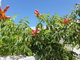 Image result for Dasylepis eggelingii