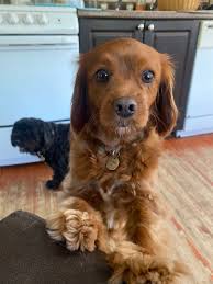 Winnie is happy it's the weekend!! 😊🐾☀️🌻