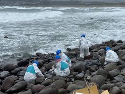 重油污染從綠島漂到東北角新北環保局感謝各地志工協清復原家園期望中央能儘速抓獲污染凶手| 中華日報| LINE TODAY