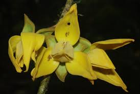 Image result for Uvariastrum